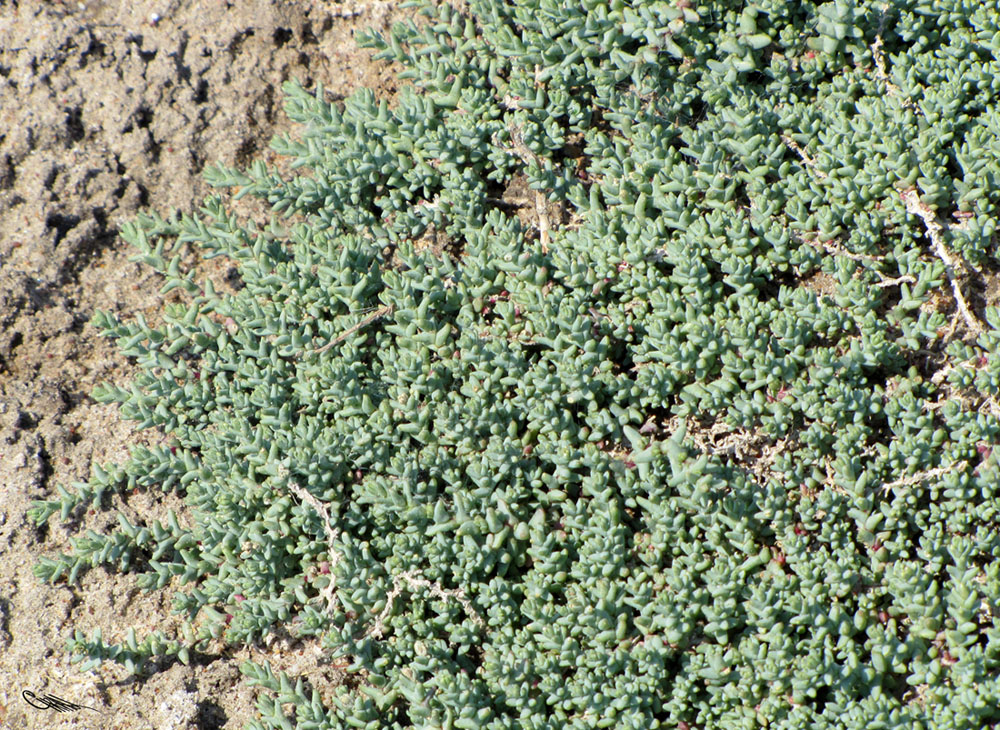 Image of Kalidium juniperinum specimen.