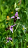 Ophrys oestrifera