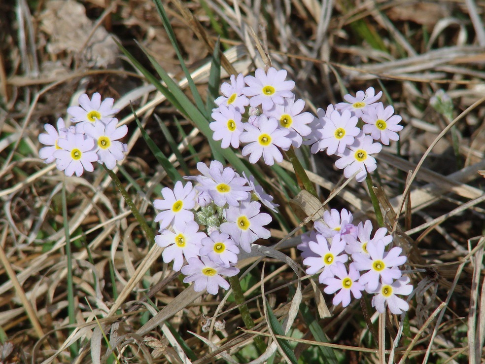 Изображение особи Primula farinosa.