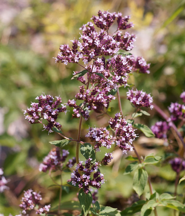 Изображение особи Origanum vulgare.