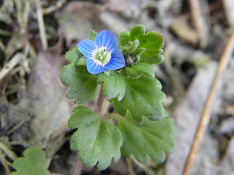 Image of Veronica polita specimen.