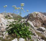 Valeriana alliariifolia