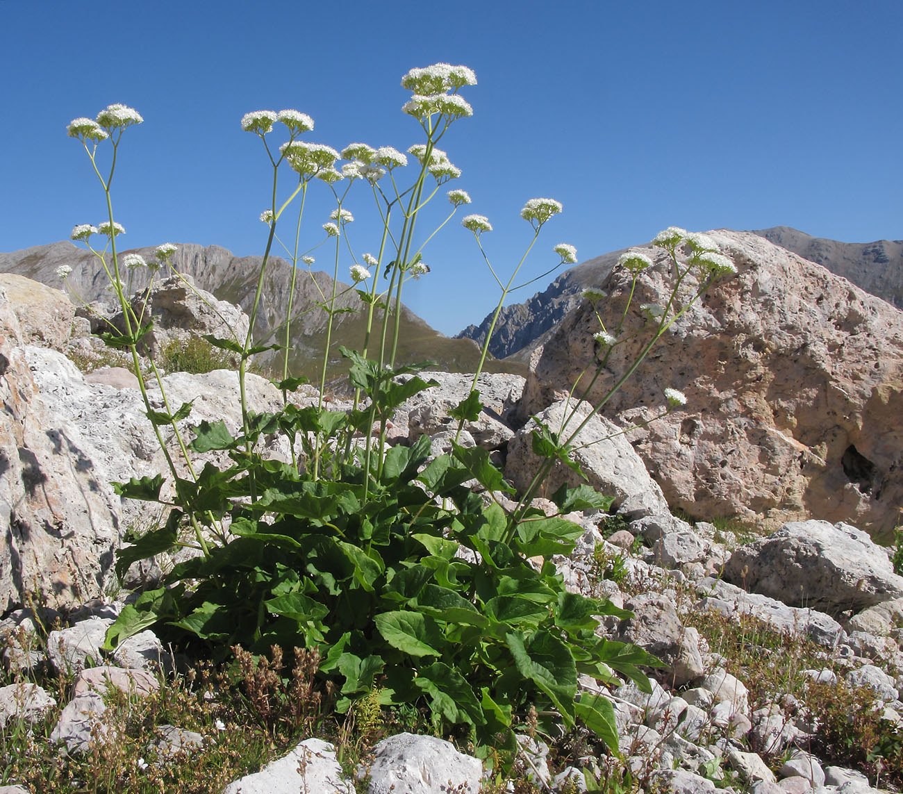 Изображение особи Valeriana alliariifolia.