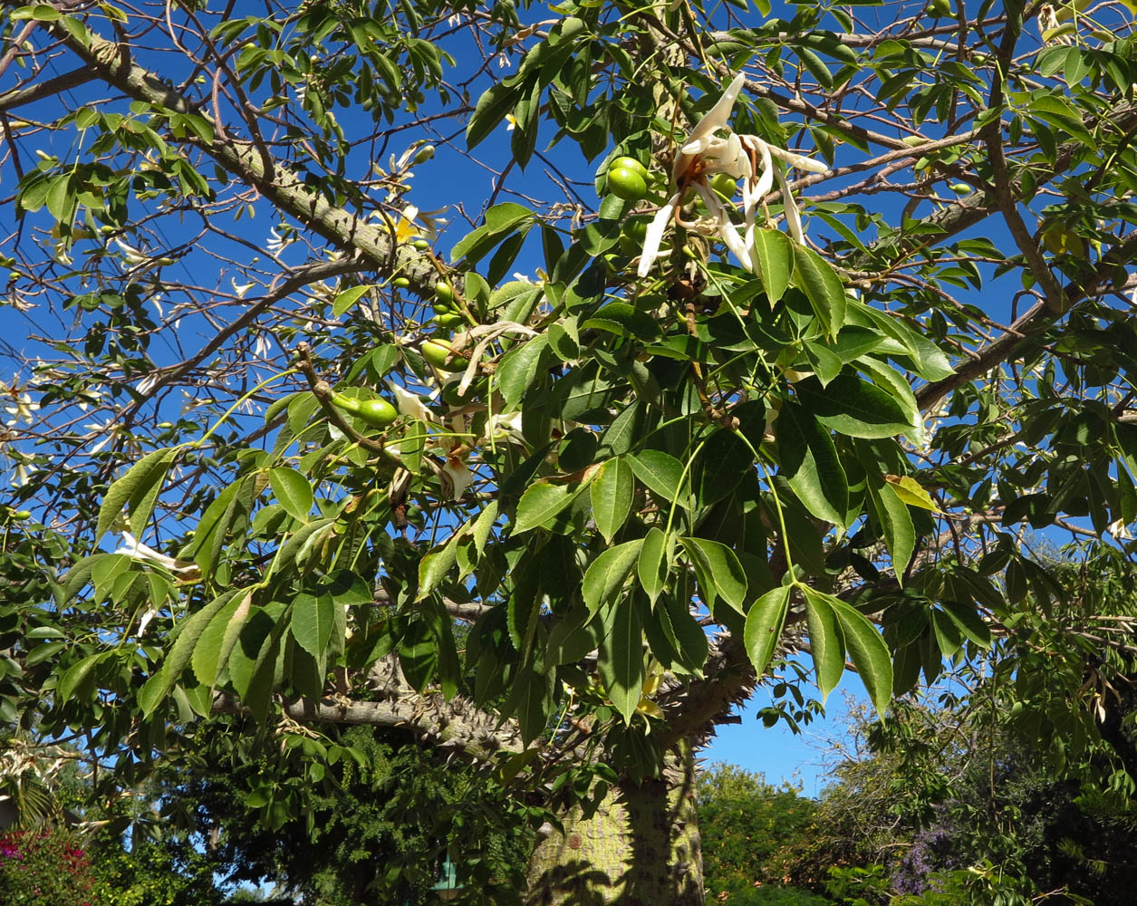 Изображение особи Ceiba insignis.