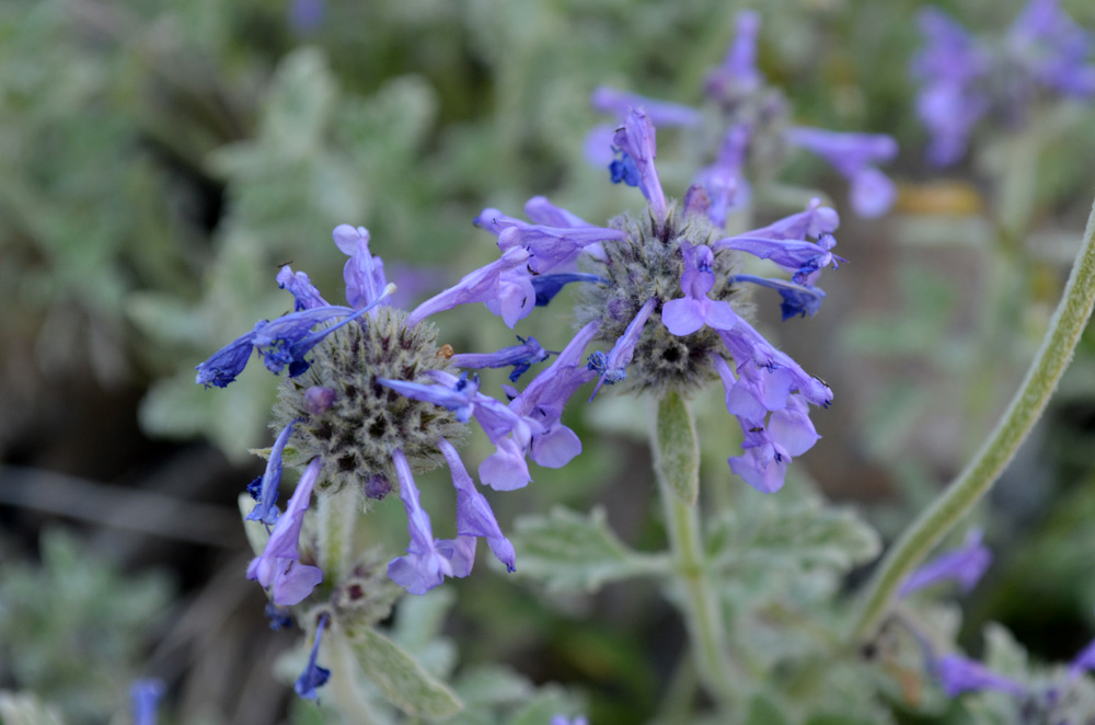 Изображение особи Nepeta kokanica.