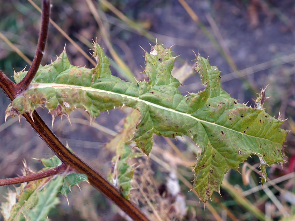 Image of Echinops chantavicus specimen.