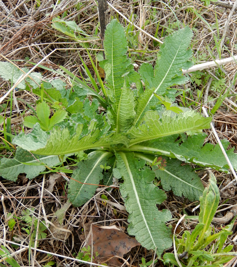 Изображение особи Dipsacus laciniatus.