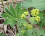 Alchemilla