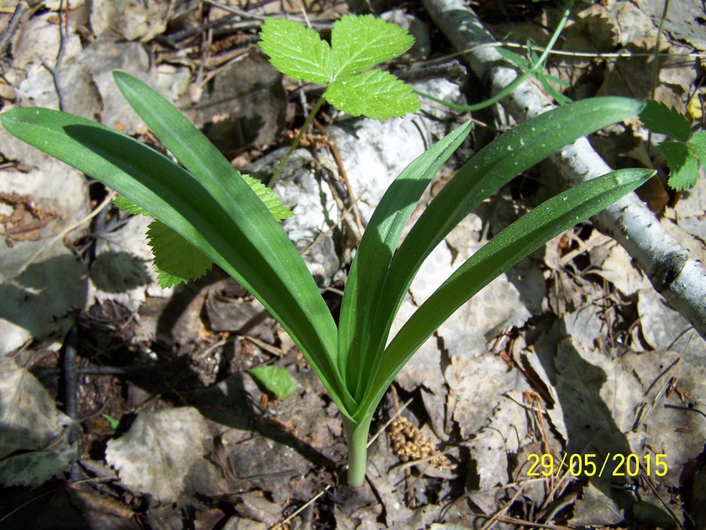 Image of class Liliopsida specimen.