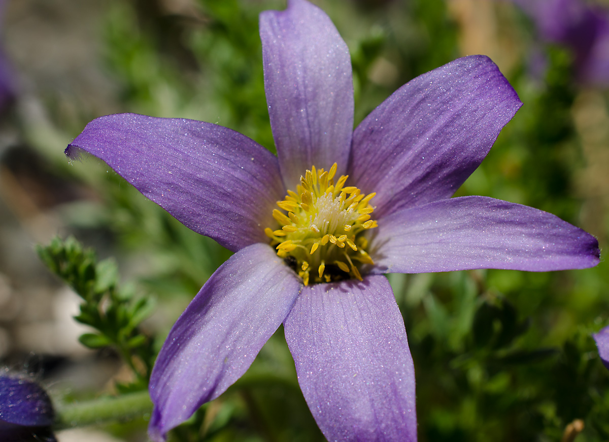 Изображение особи Pulsatilla neobungeana.