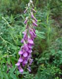 Hedysarum alpinum. Верхушка цветущего растения. Якутия (Саха), Нерюнгинский р-н, окр. пос. Чульман, руч. Китаянка. 19.07.2012.