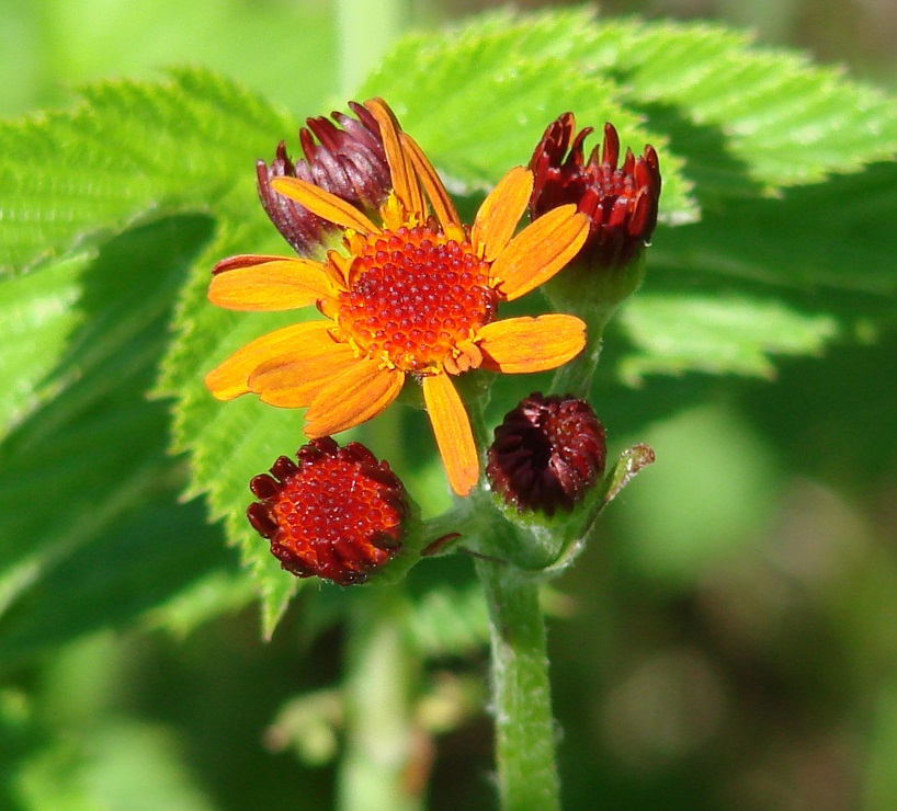 Изображение особи Tephroseris porphyrantha.