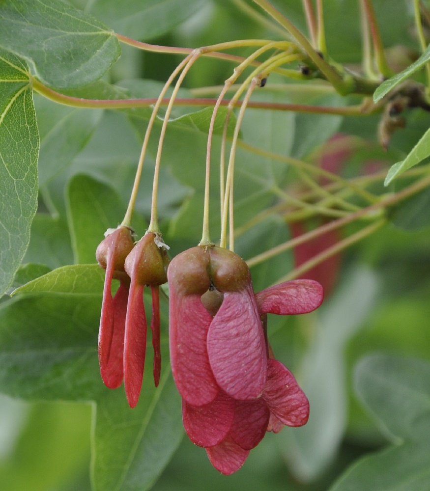 Image of Acer monspessulanum specimen.