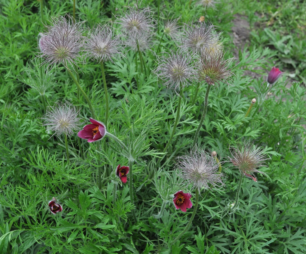 Image of Pulsatilla vulgaris specimen.
