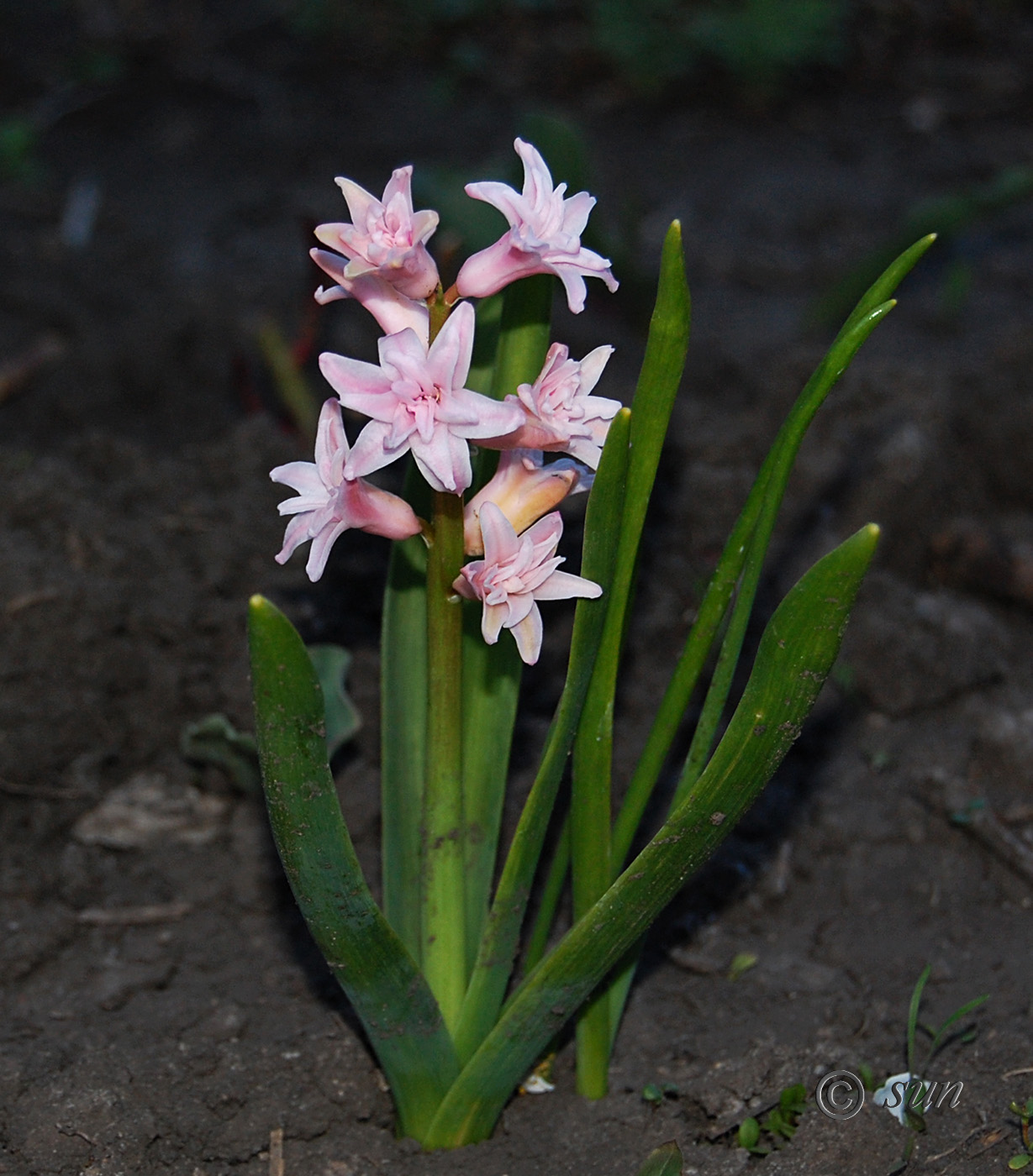 Изображение особи Hyacinthus orientalis.