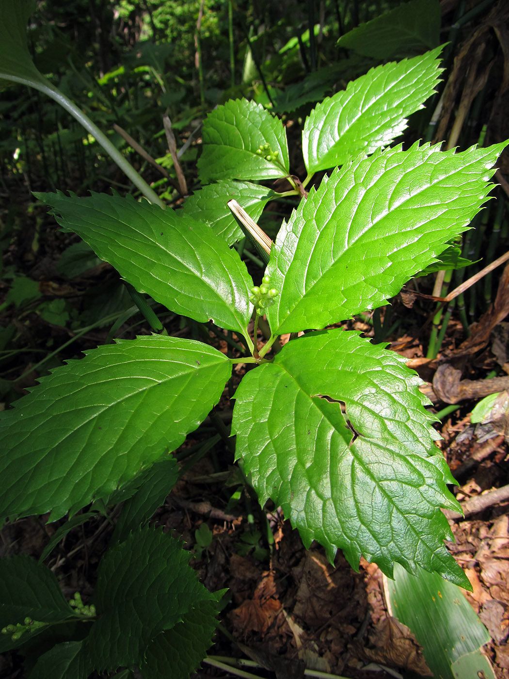 Изображение особи Chloranthus quadrifolius.