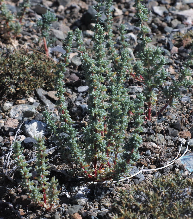 Изображение особи Halogeton glomeratus.