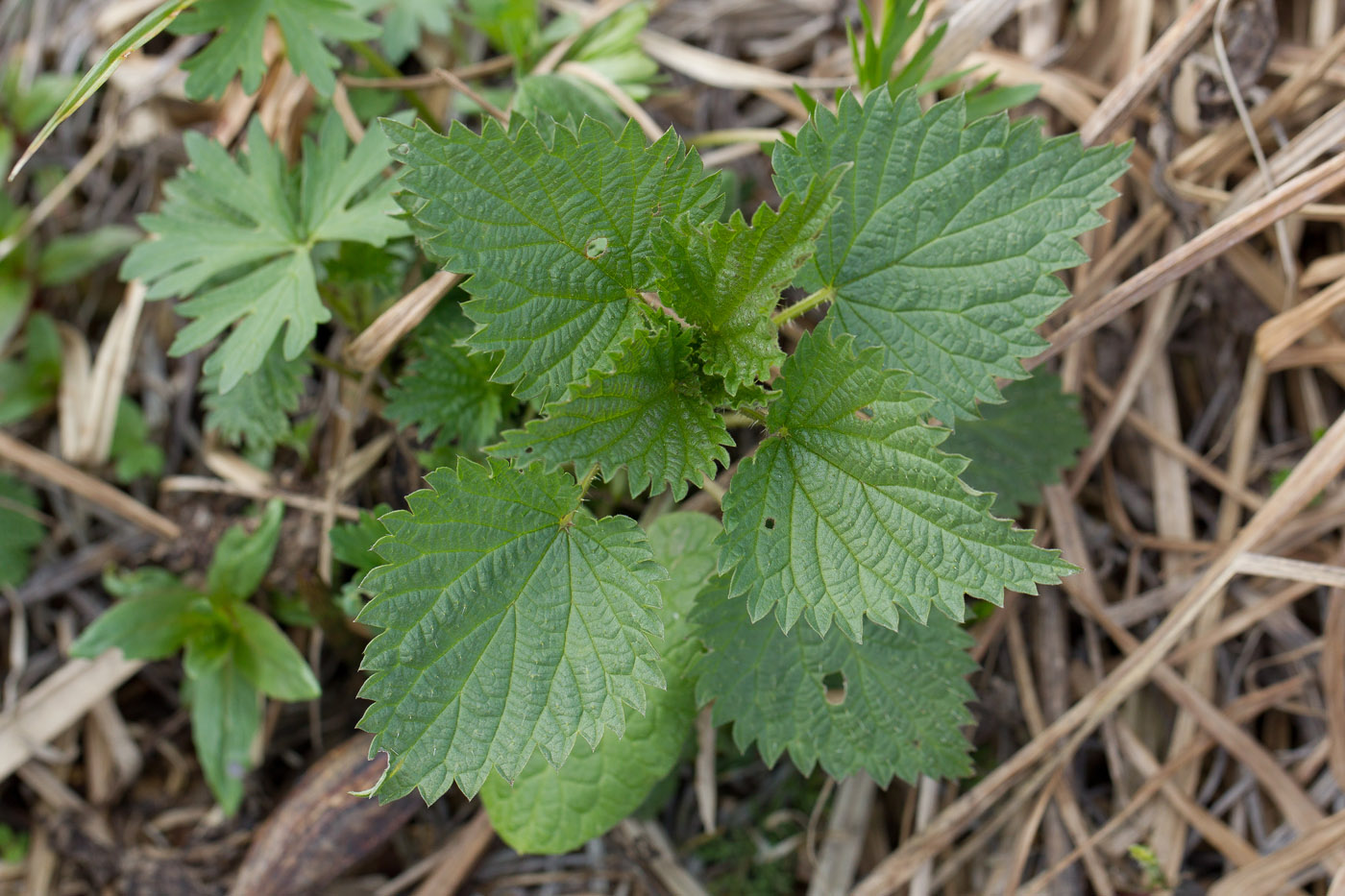 Изображение особи Urtica dioica.