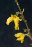 genus Forsythia