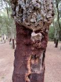Quercus suber. Нарост пробки на четвертый год после снятия. Испания, Каталония, пров. Жирона, комарка Баш Эмпорда, муниципалитет Санта-Кристина-де-Аро, пробковый лес в 3-х км от н. пос. Романья-де-ла-Сельва. 07.05.2016.