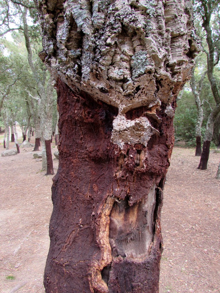 Изображение особи Quercus suber.