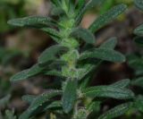 Ajuga iva