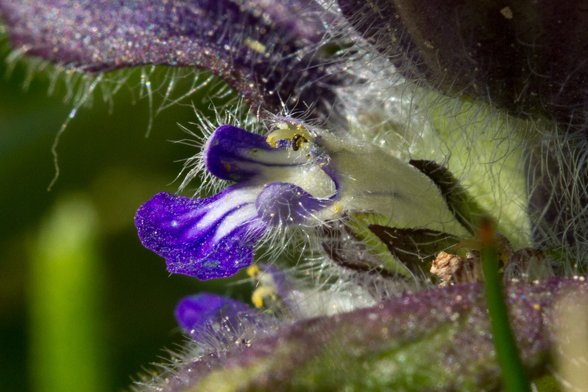 Image of Ajuga pyramidalis specimen.