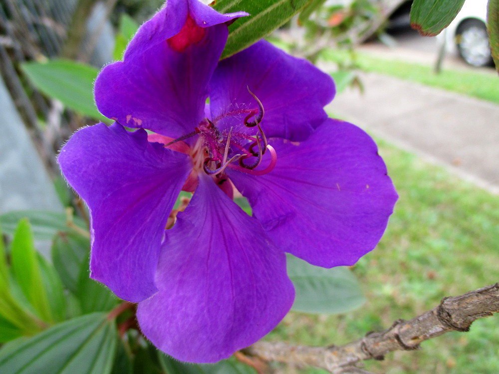 Изображение особи Tibouchina lepidota.