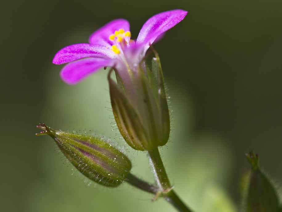 Image of Geranium robertianum specimen.