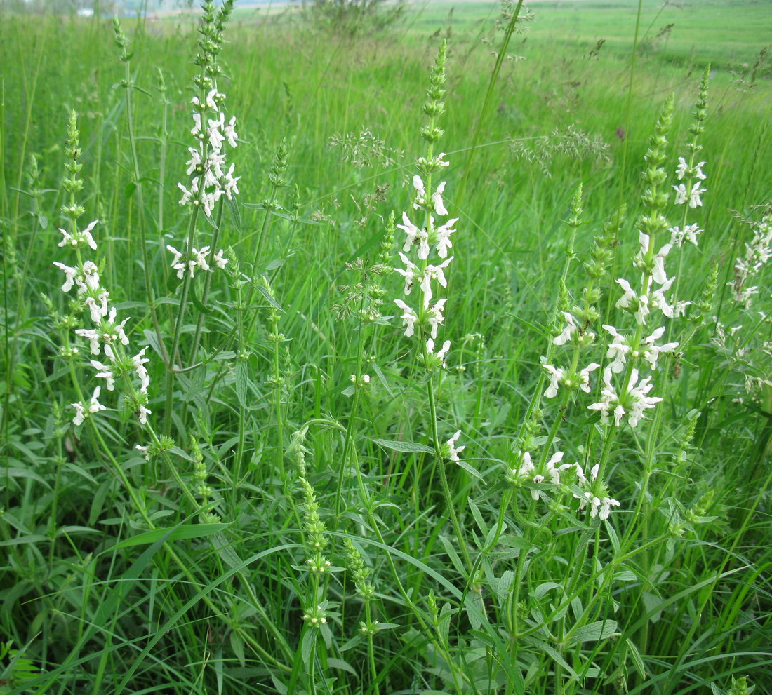 Изображение особи Stachys recta.