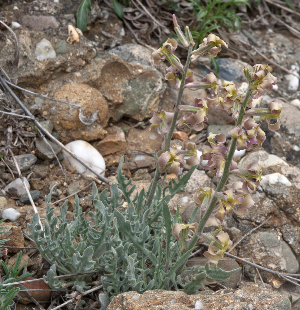 Image of Matthiola odoratissima specimen.