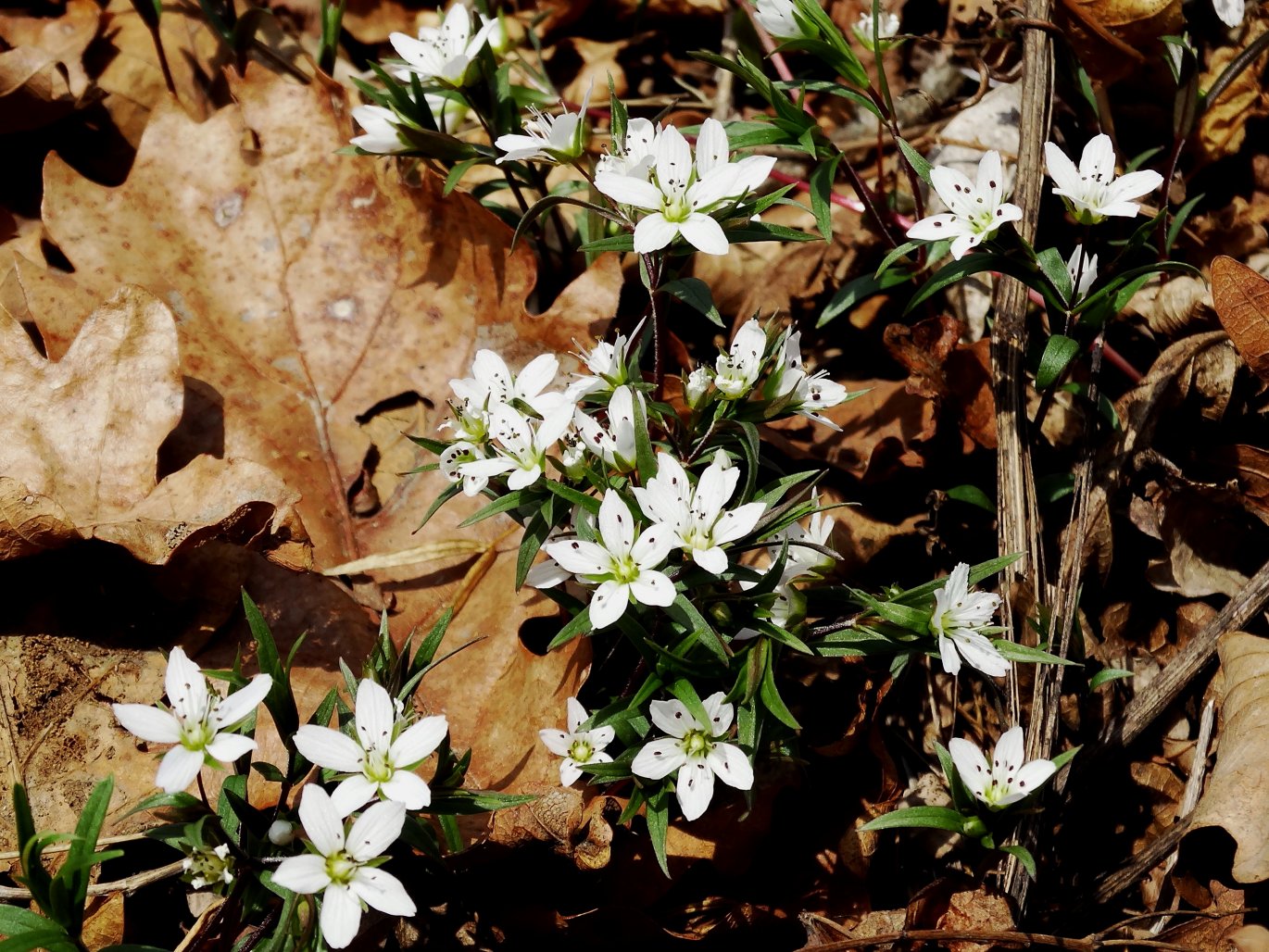 Image of Pseudostellaria rigida specimen.