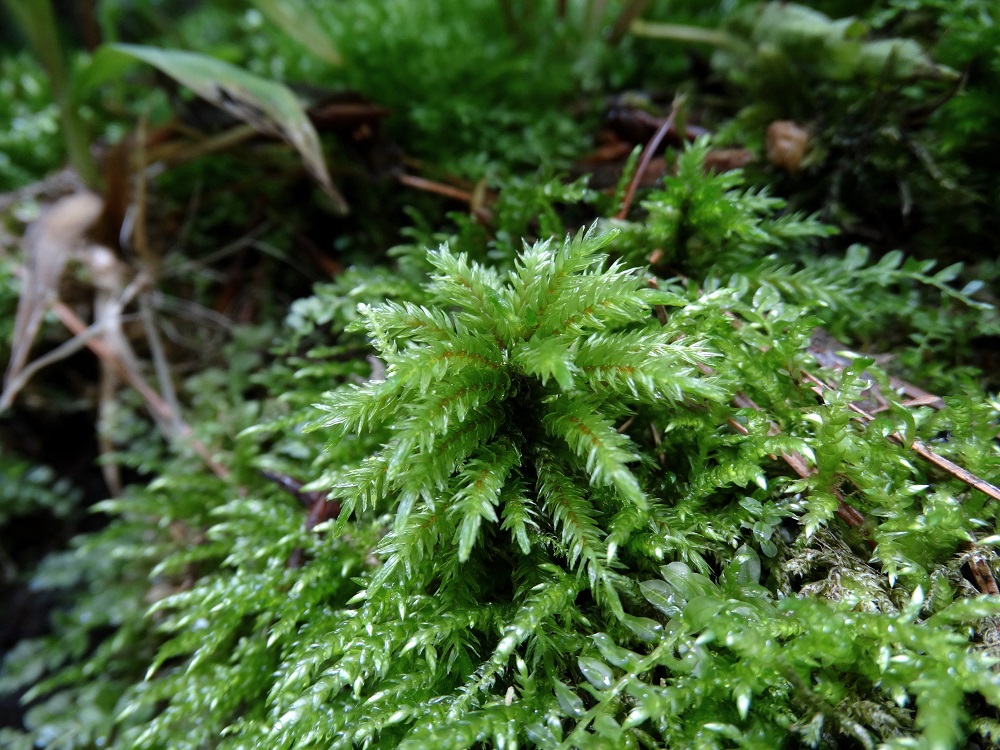 Изображение особи Climacium japonicum.