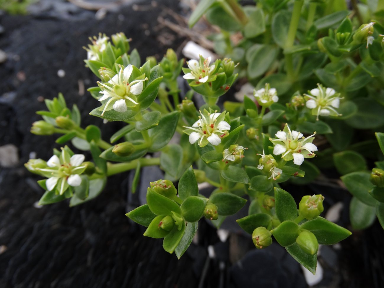 Image of Honckenya peploides ssp. major specimen.