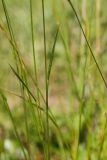 Festuca pratensis