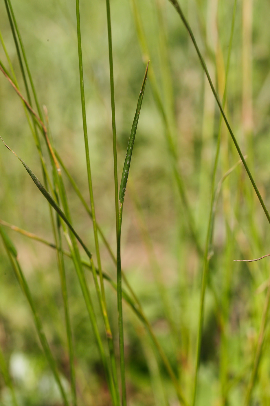 Image of Festuca pratensis specimen.