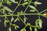 Fagonia cretica. Часть веточки с бутонами и отцветшим цветком. Испания, автономное сообщество Канарские острова, остров Фуэртевентура, провинция Лас Пальмас, муниципалитет Ла Олива, восточные окр. пос. Эль Котильо, предгорная равнина, пояс суккулентных кустарников, у края свободной от камней площадки с глинистым субстратом, между камней. 08.03.2016.