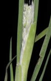 Image of taxon representative. Author is Татьяна Мальчинская