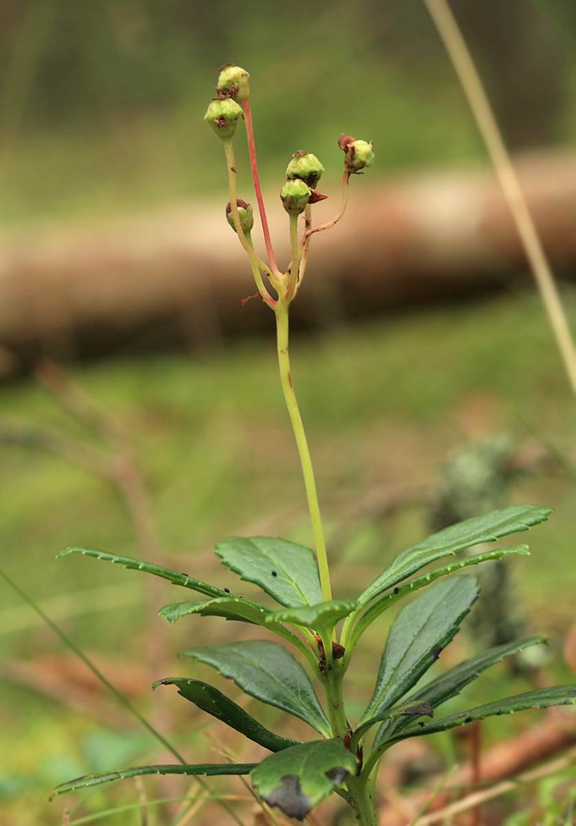 Изображение особи Chimaphila umbellata.