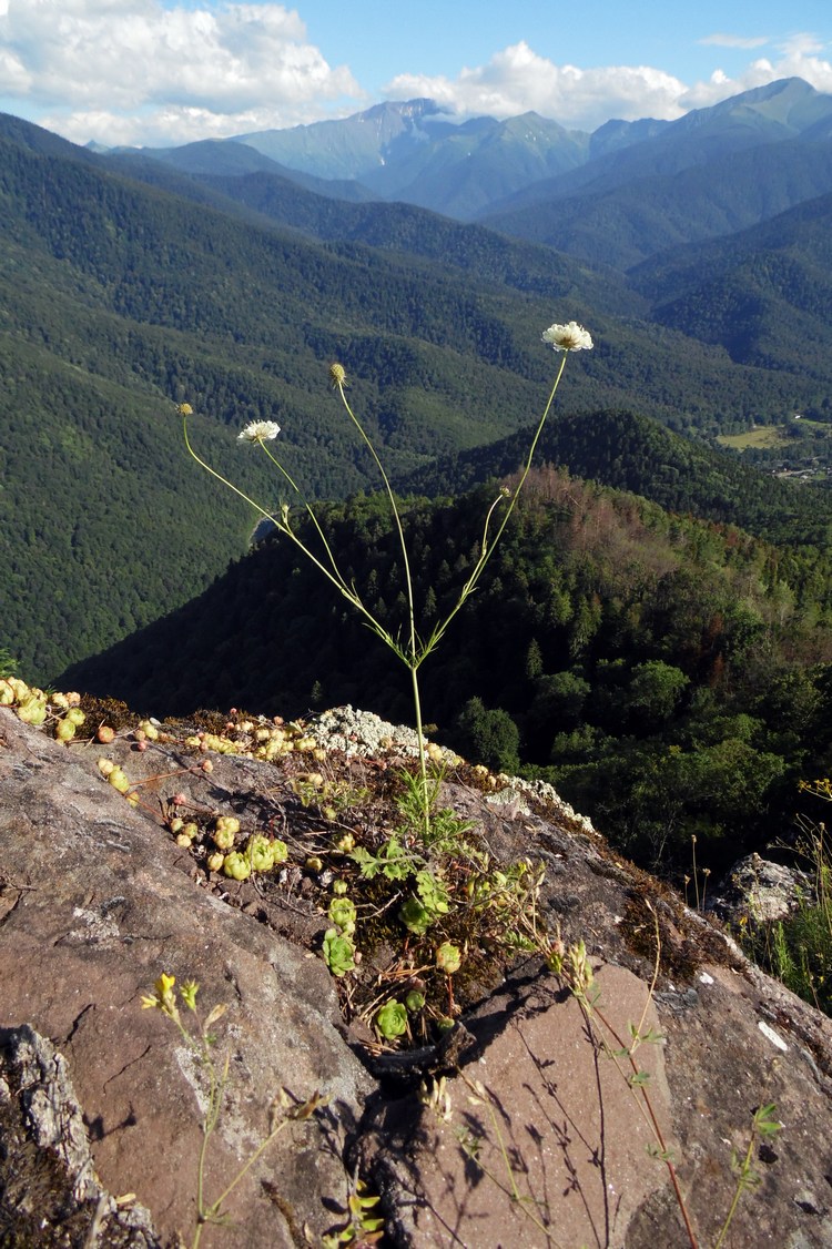 Image of Scabiosa bipinnata specimen.
