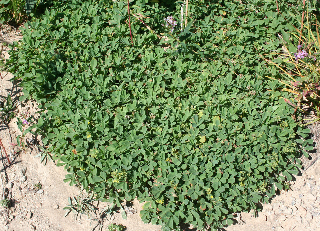 Image of Sibbaldia procumbens specimen.