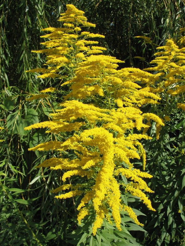 Изображение особи Solidago gigantea.