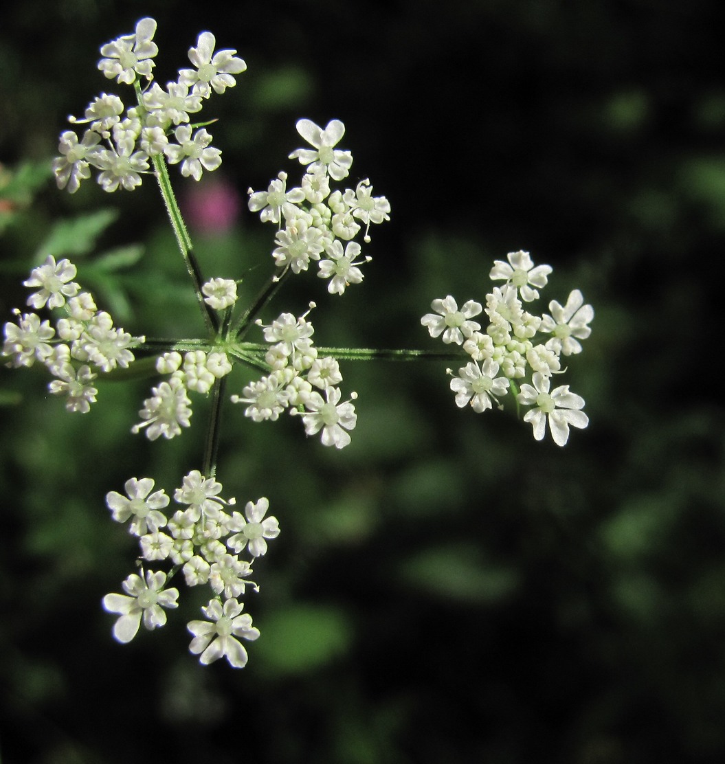 Изображение особи Aethusa cynapium.