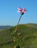 Erodium cicutarium. Верхушка цветущего растения. Крым, городской округ Феодосия, окр. пгт Коктебель, ковыльная степь. Июль 2016 г.