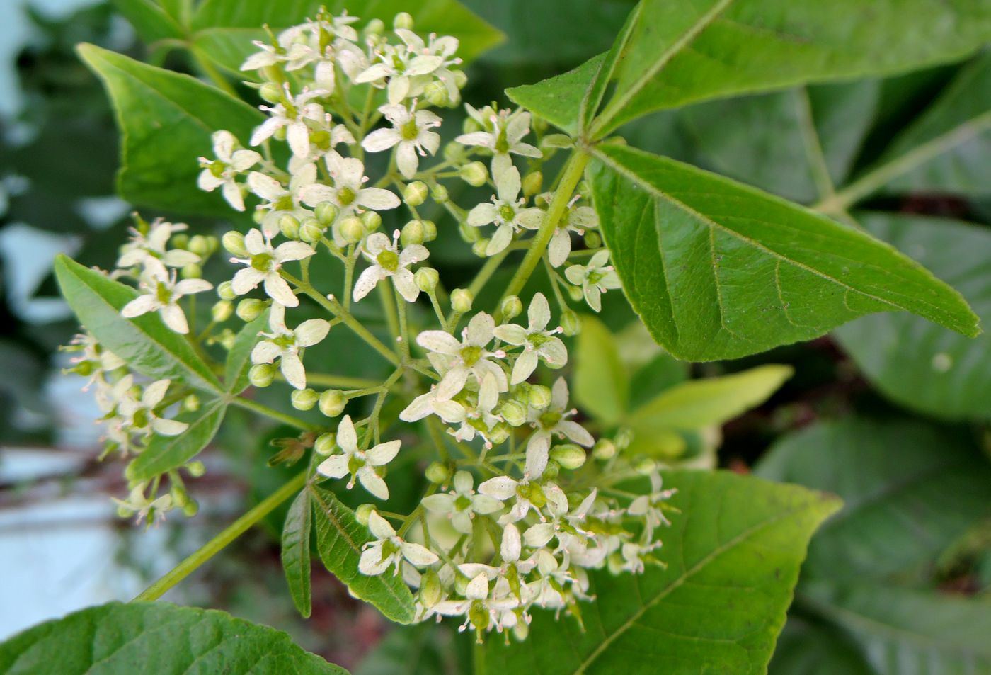 Image of Ptelea trifoliata specimen.