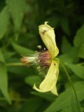 Clematis serratifolia