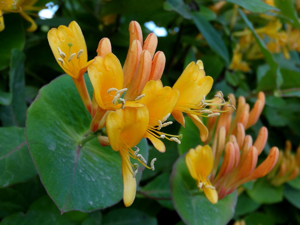 Image of Lonicera &times; tellmanniana specimen.