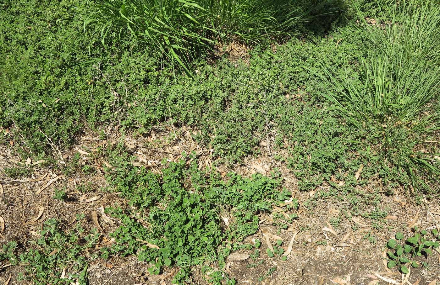 Изображение особи Galenia pubescens.