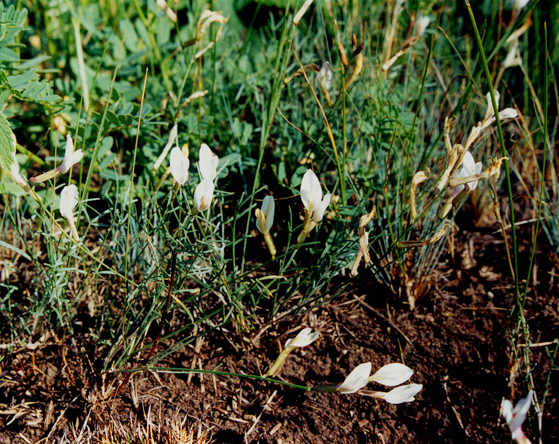 Изображение особи Astragalus ucrainicus.