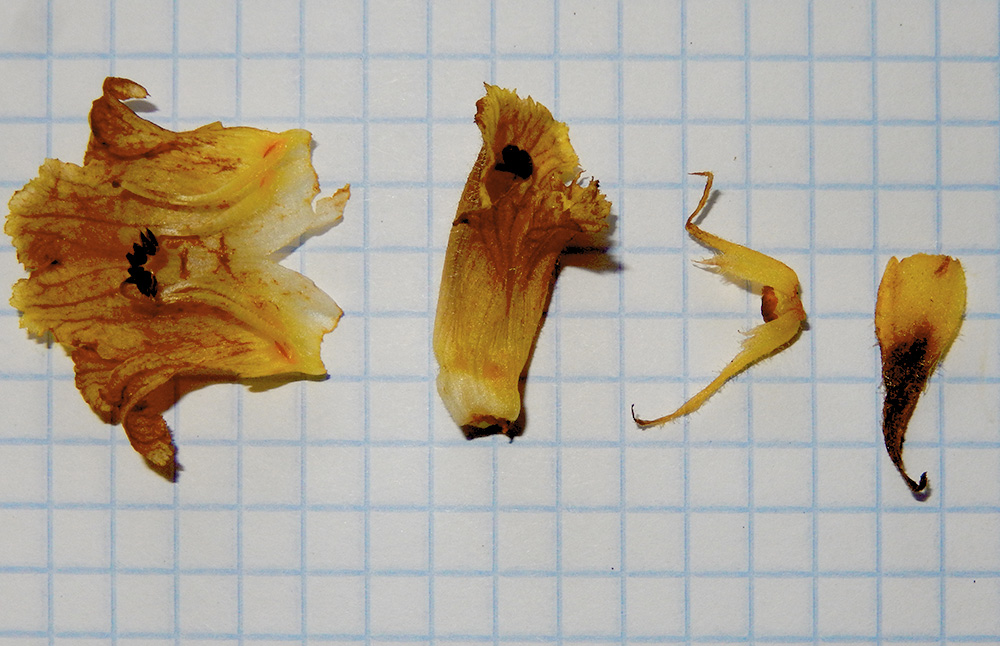 Image of Orobanche laxissima specimen.